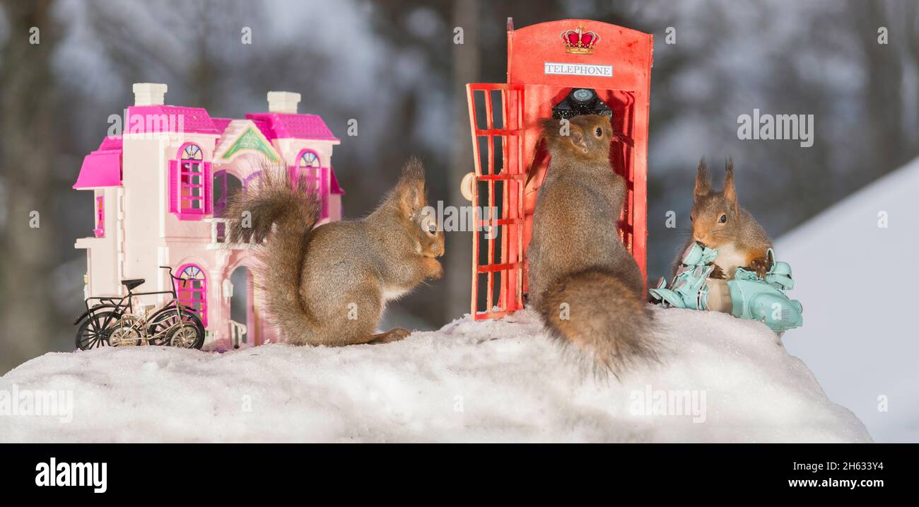 Nahaufnahme von rotem Eichhörnchen in einer Telefondose mit anderen daneben und einem Motorrad und Haus im Schnee Stockfoto