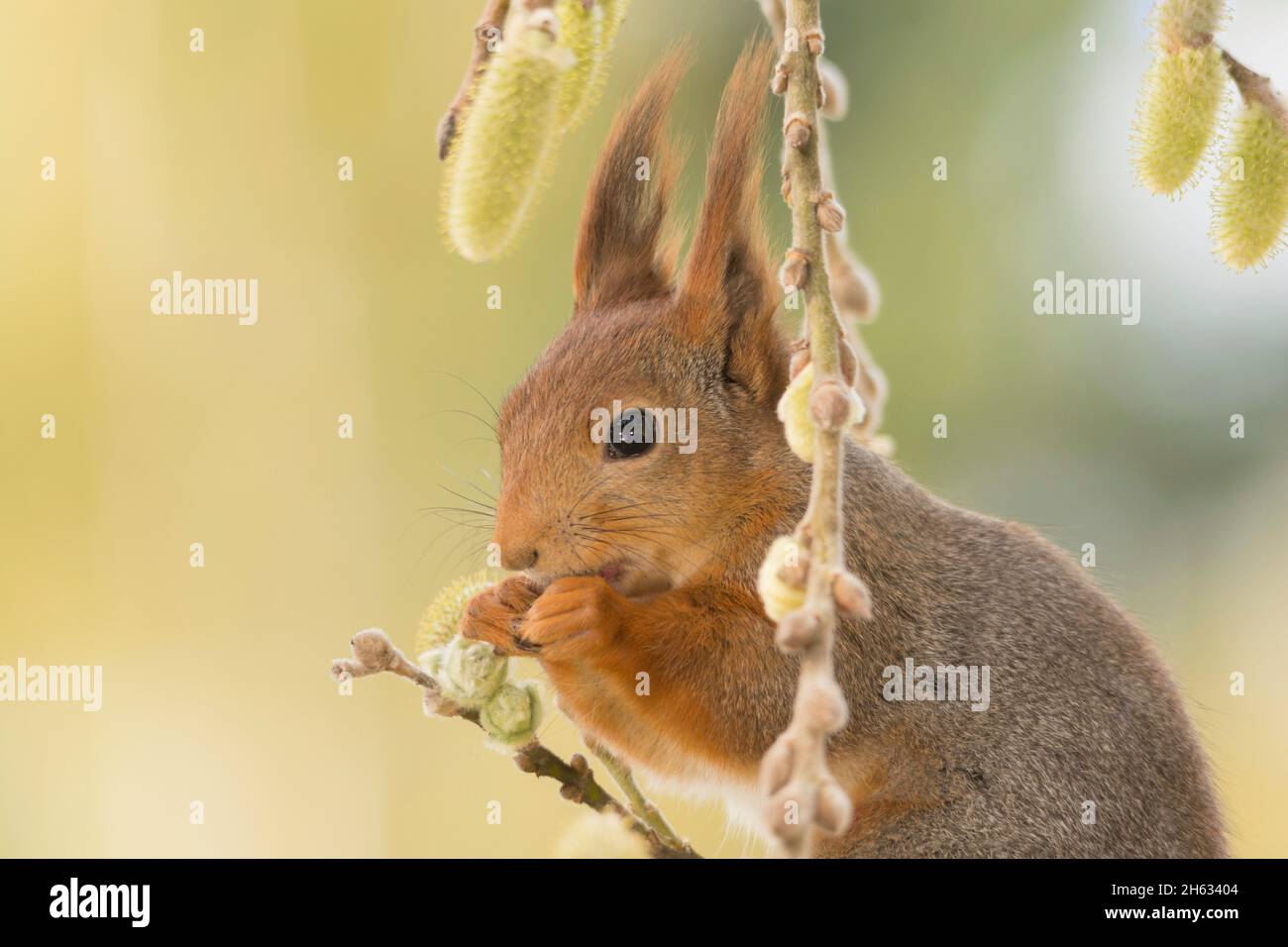 Profil und Nahaufnahme des roten Eichhörnchens, umgeben von Weidenzweigen mit Blumen Stockfoto