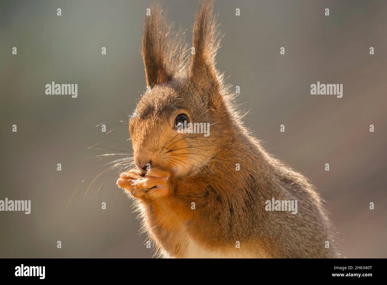 Nahaufnahme des roten Eichhörnchens, das die Hände für den Mund hält Stockfoto