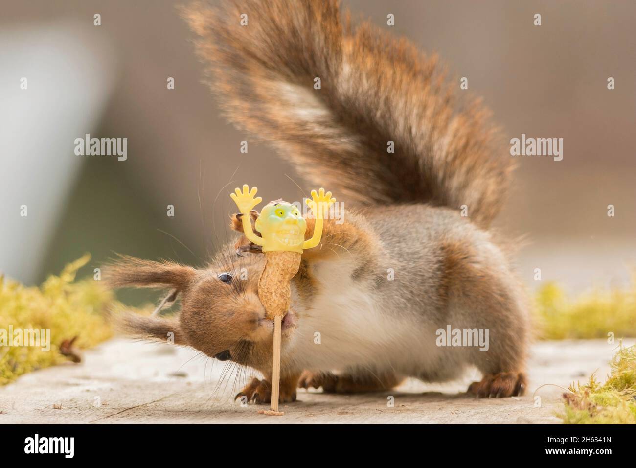 Nahaufnahme des roten Eichhörnchens, das mit einer kleinen Puppe im Mund steht, die die Hände hochhält Stockfoto