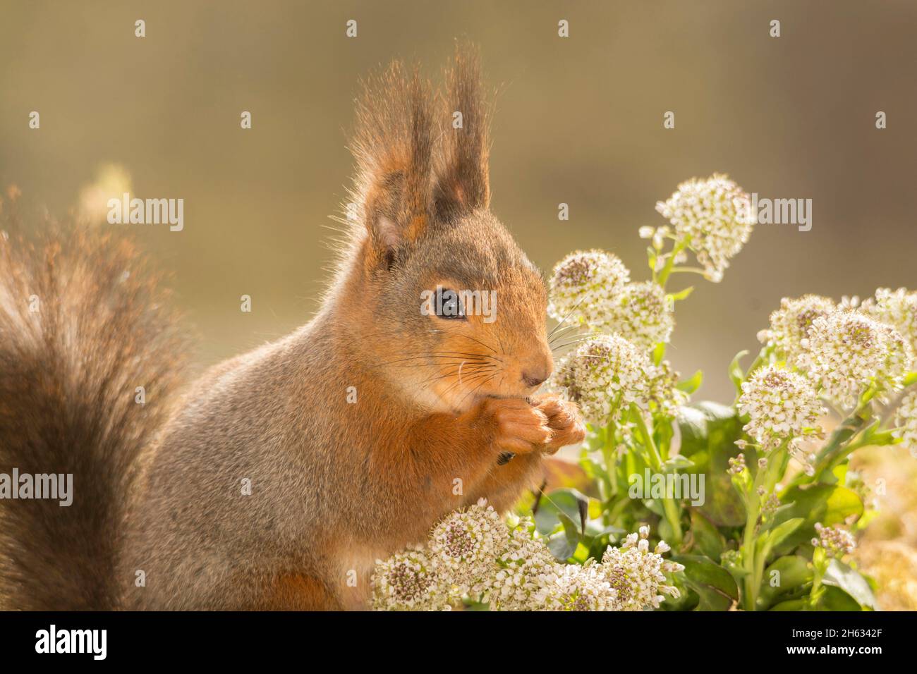 Nahaufnahme von roten Eichhörnchen zwischen Blumen Stockfoto