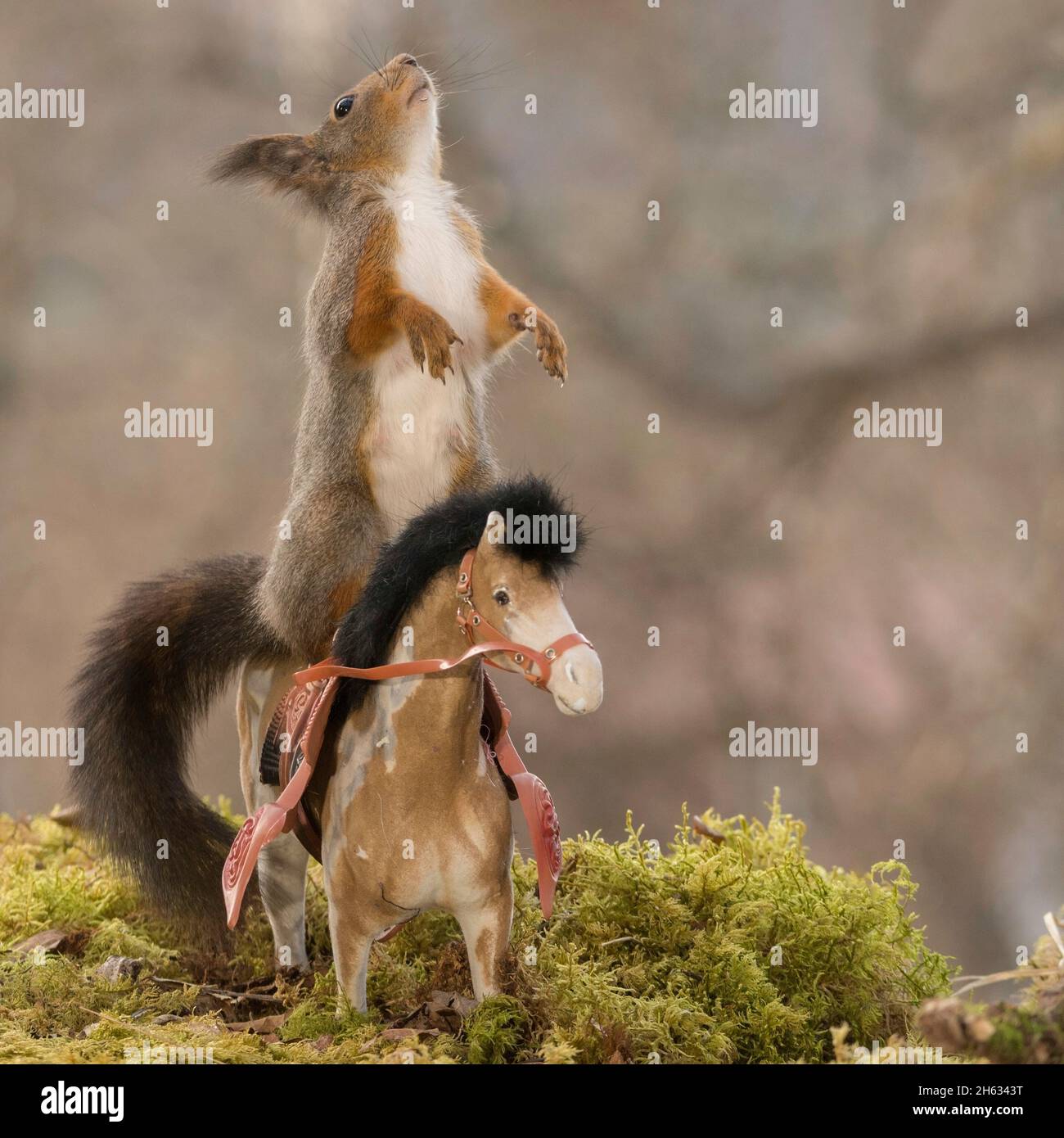 Profil und Nahaufnahme des roten Eichhörnchens, das auf einem aufrecht stehenden Pferd steht Stockfoto