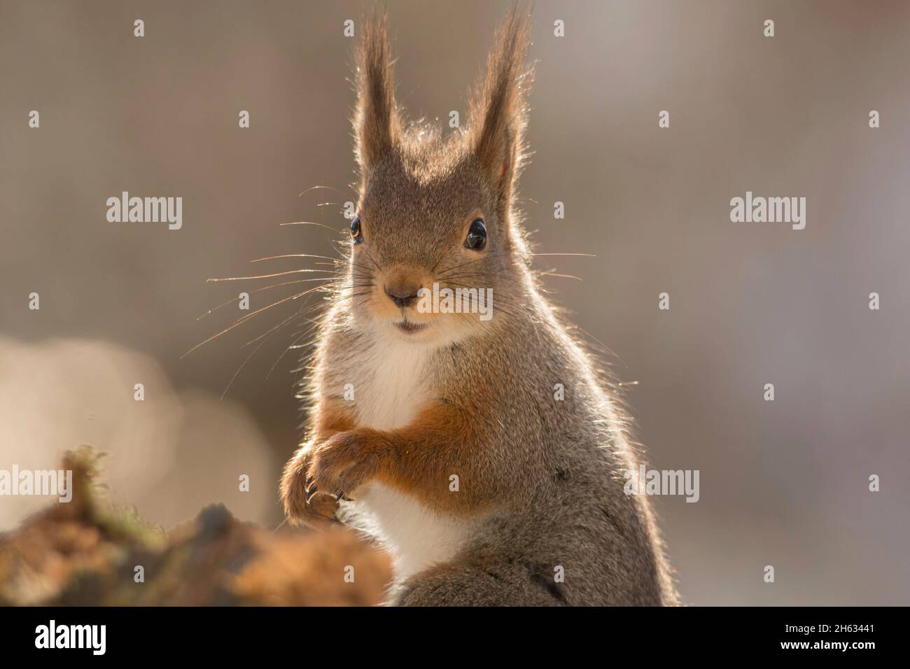 Nahaufnahme von roten Eichhörnchen mit Hintergrundbeleuchtung mit Blick auf den Betrachter Stockfoto