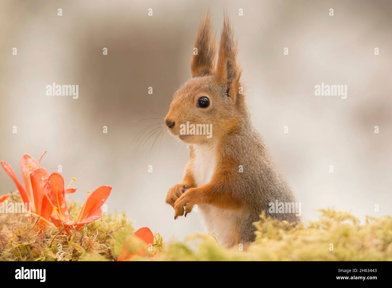 Nahaufnahme des roten Eichhörnchens mit orangefarbenen Blüten, die im Moos stehen Stockfoto