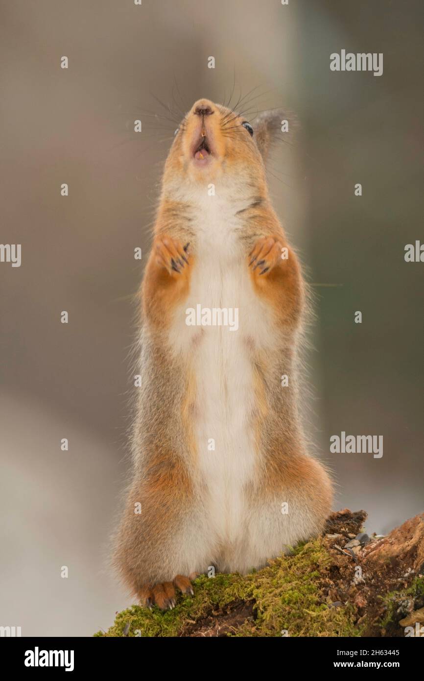 Nahaufnahme von roten Eichhörnchen auf Moos suchen und Aufstehen mit offenem Mund stehen Stockfoto
