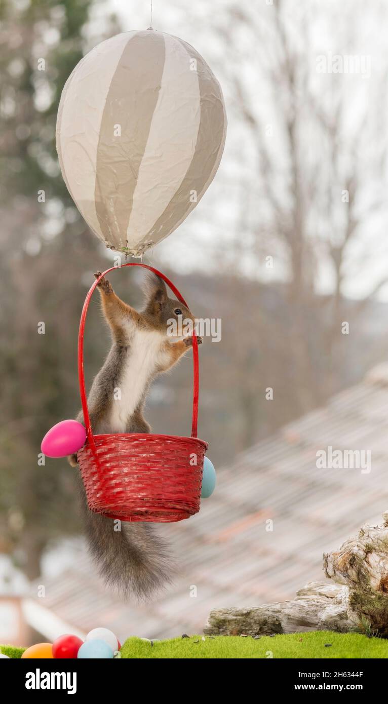 Nahaufnahme von roten Eichhörnchen sitzend in einem Ballon gefüllt mit Eiern Stockfoto