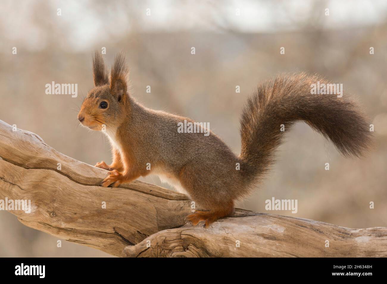 der weibliche Eichhörnchen stehen und gehen auf einem Baumstamm mit Schweif Nahaufnahme Stockfoto