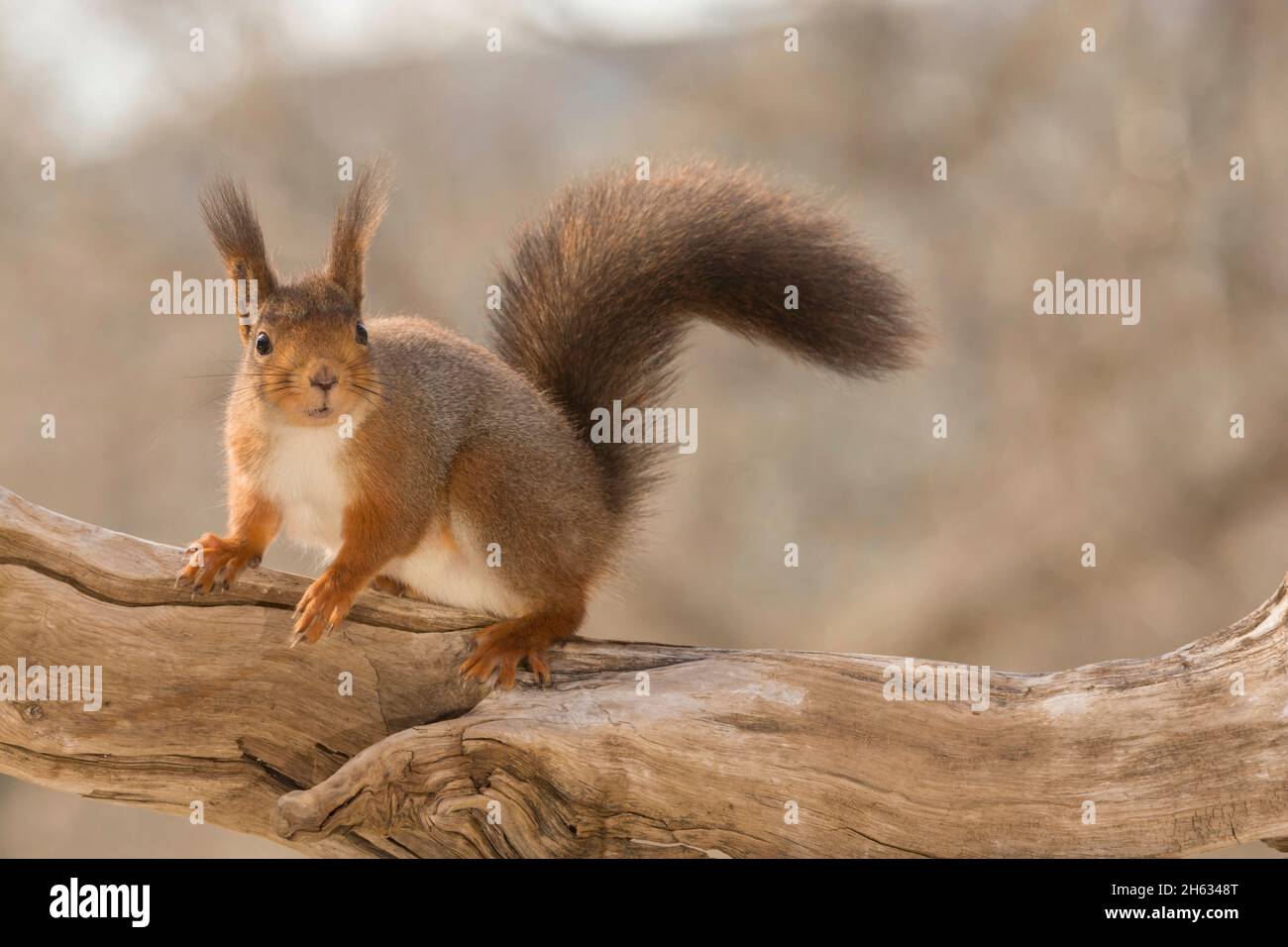 der weibliche Eichhörnchen stehen und gehen auf einem Baumstamm mit Schweif Nahaufnahme Stockfoto