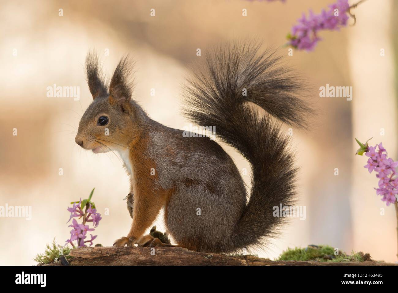 Profil und Nahaufnahme des roten Eichhörnchens zwischen den Blüten mit den Schwänzen nach oben Stockfoto