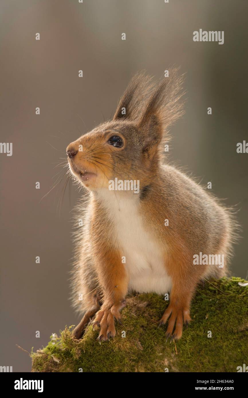 Nahaufnahme eines roten Eichhörnchens, das auf einem Baumstamm mit einer Litze steht Stockfoto