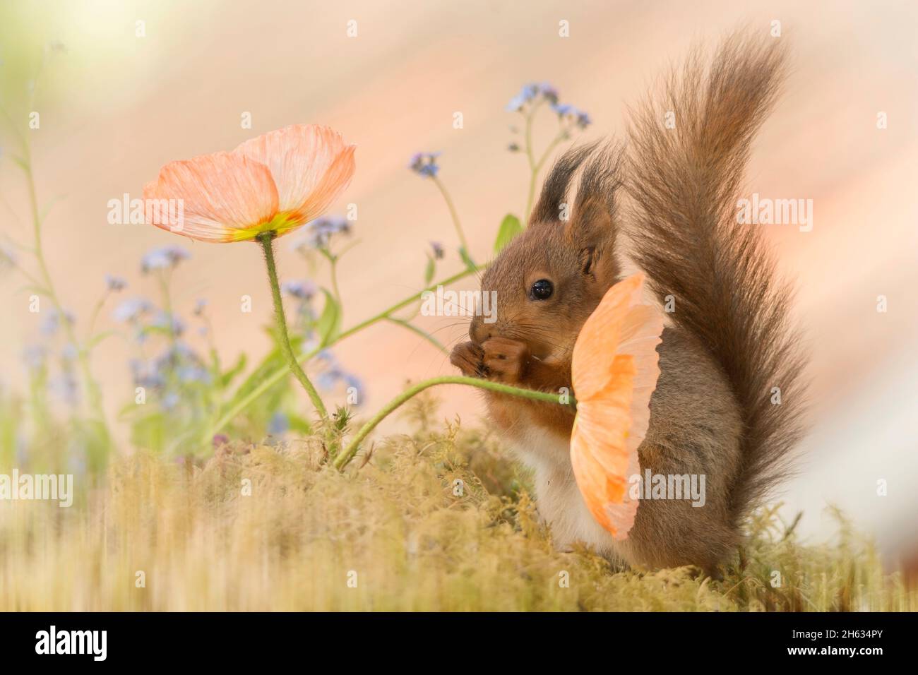 Nahaufnahme des roten Eichhörnchens, das sich hinter Mohnblumen versteckt, mit dem Schwanz nach oben Stockfoto