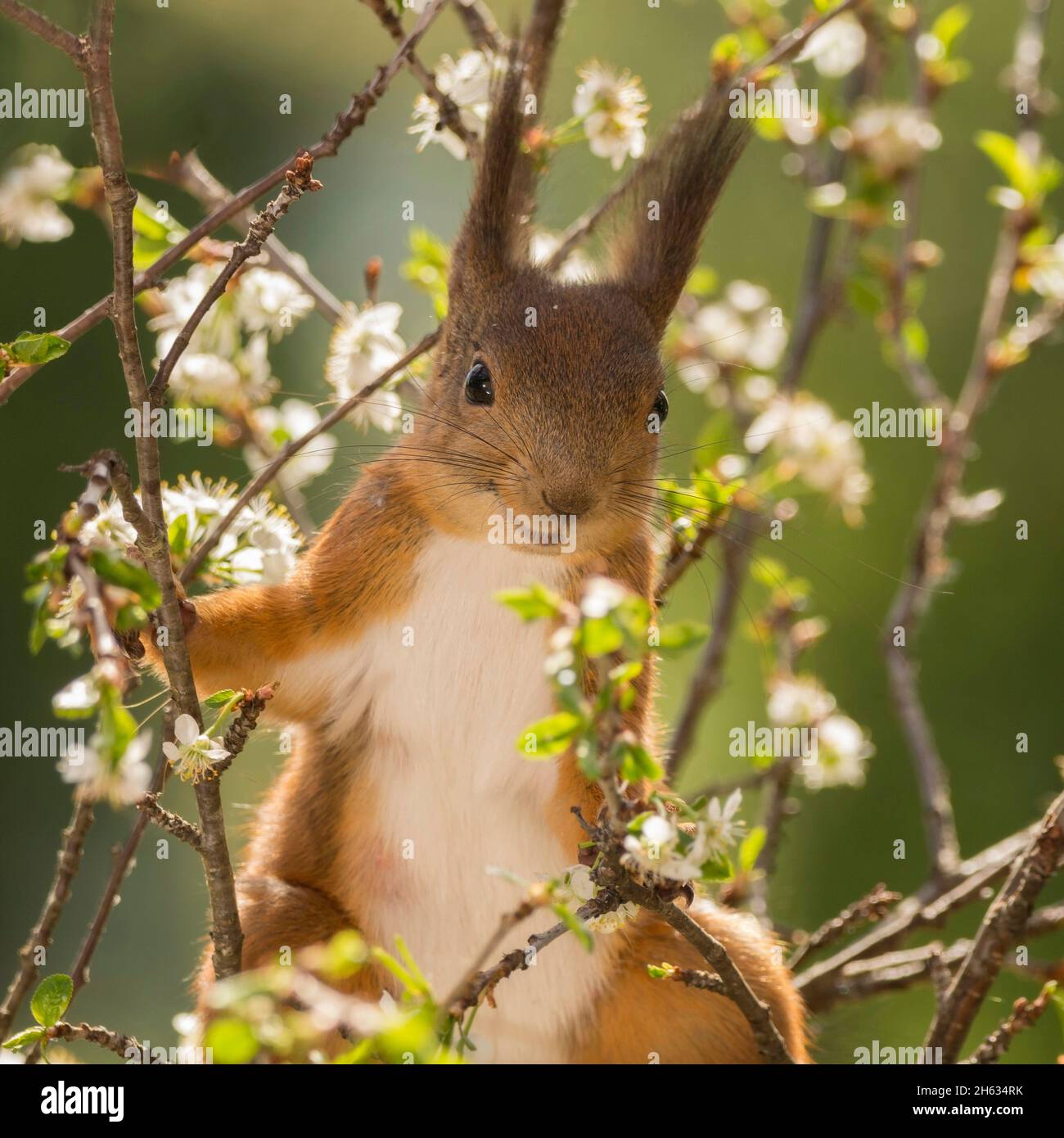 Nahaufnahme eines roten Eichhörnchens, das auf Kirschblütenzweigen steht und den Betrachter mit einem Lächeln ansieht Stockfoto