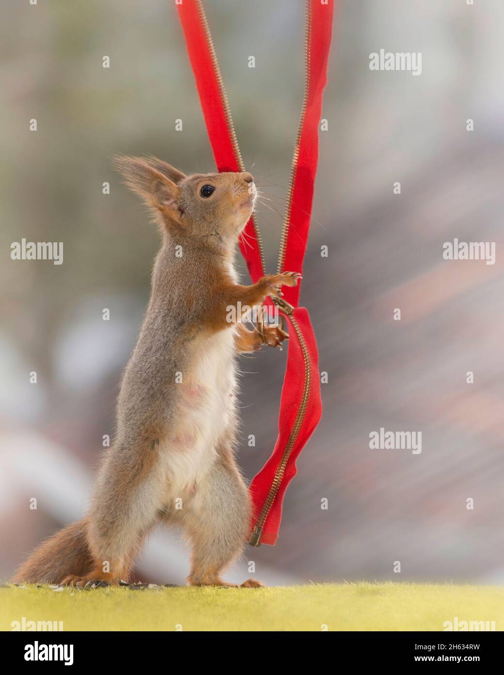 Nahaufnahme des roten Eichhörnchens mit einem roten Reißverschluss Stockfoto
