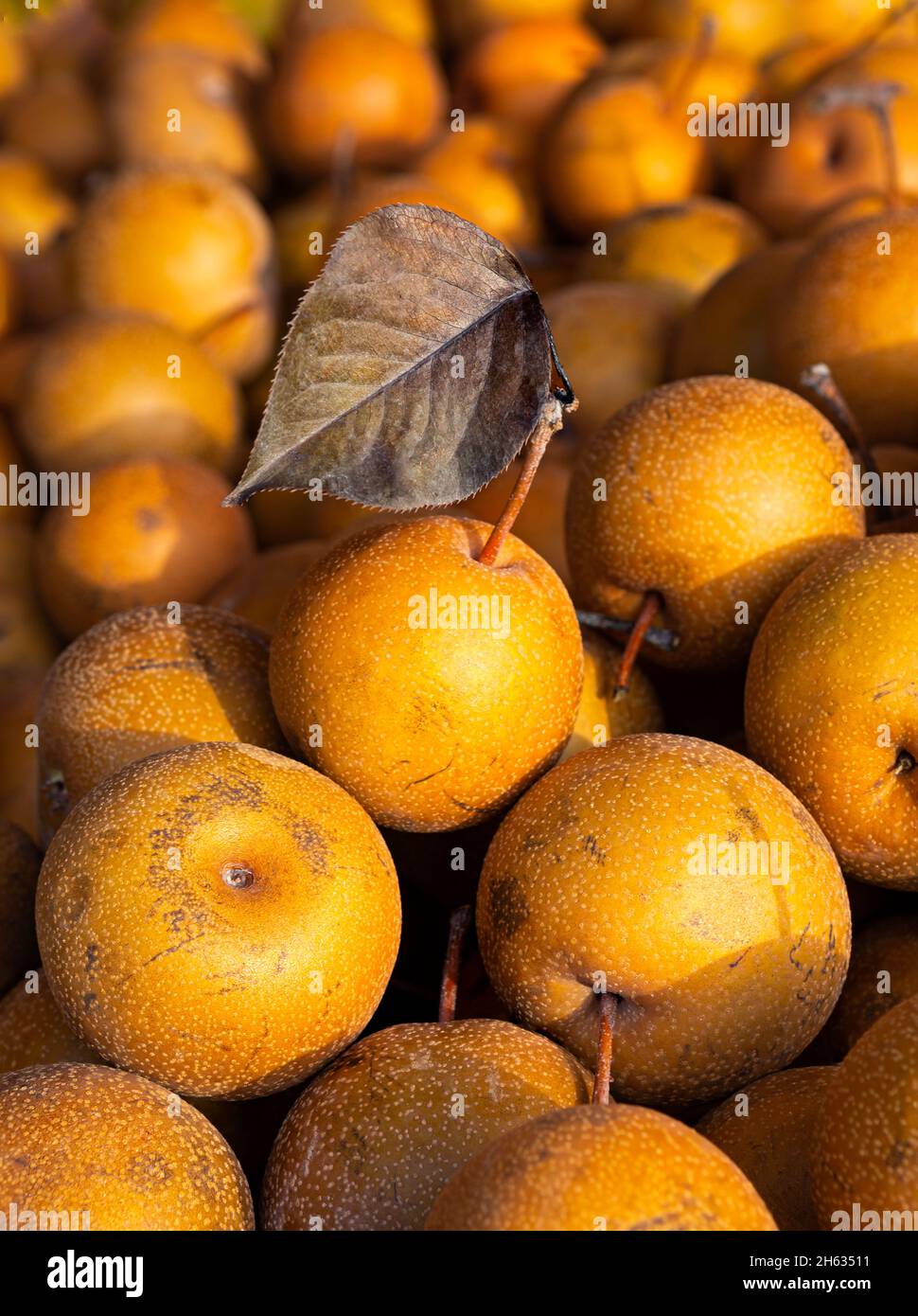 Nahaufnahme von reifen braunen asiatischen Birnen auf einem lokalen Bauernmarkt Stockfoto