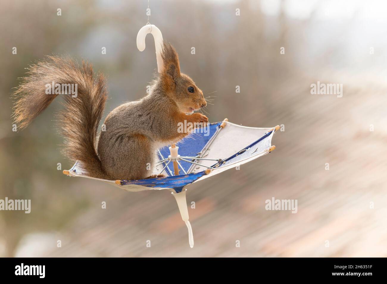 Nahaufnahme eines roten Eichhörnchens, das auf einem Regenschirm steht Stockfoto