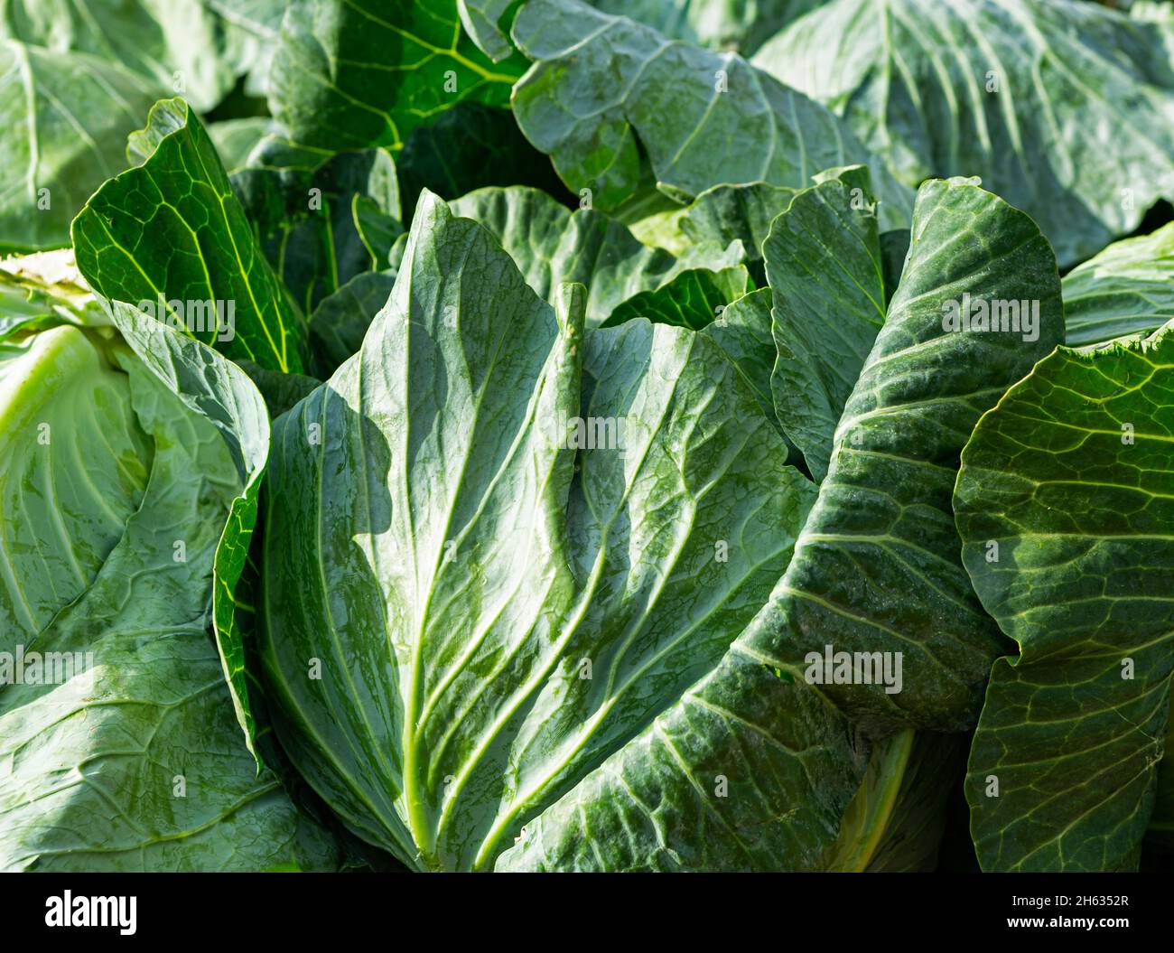 Rohe Kohl-Köpfe auf einem lokalen Bauernmarkt Stockfoto