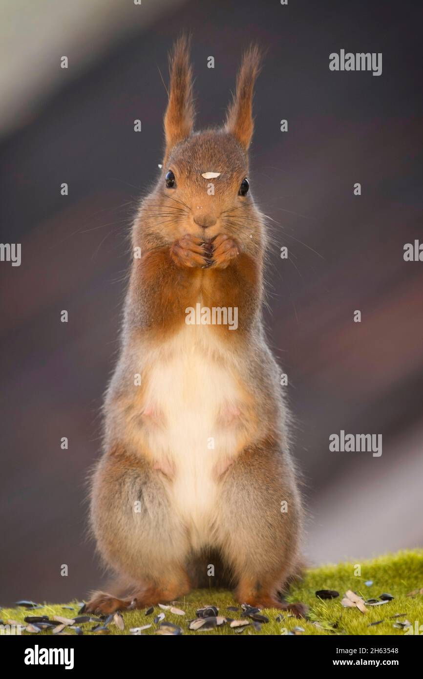 Nahaufnahme eines roten Eichhörnchens, das aufsteht und die Kamera mit Samen zwischen den Augen anschaut Stockfoto