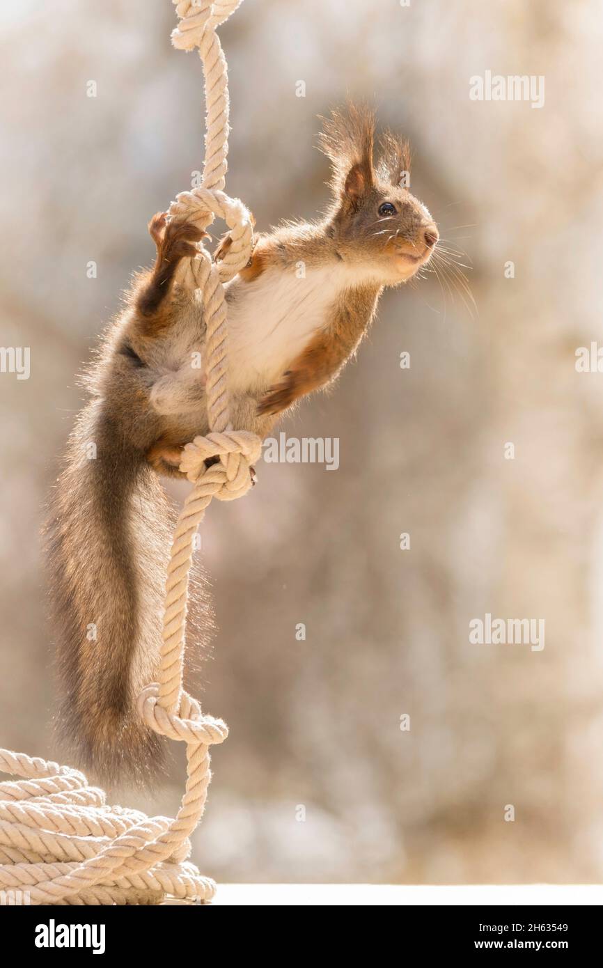 Nahaufnahme eines roten Eichhörnchens, das zwischen zwei Seilen steht und wegschaut Stockfoto