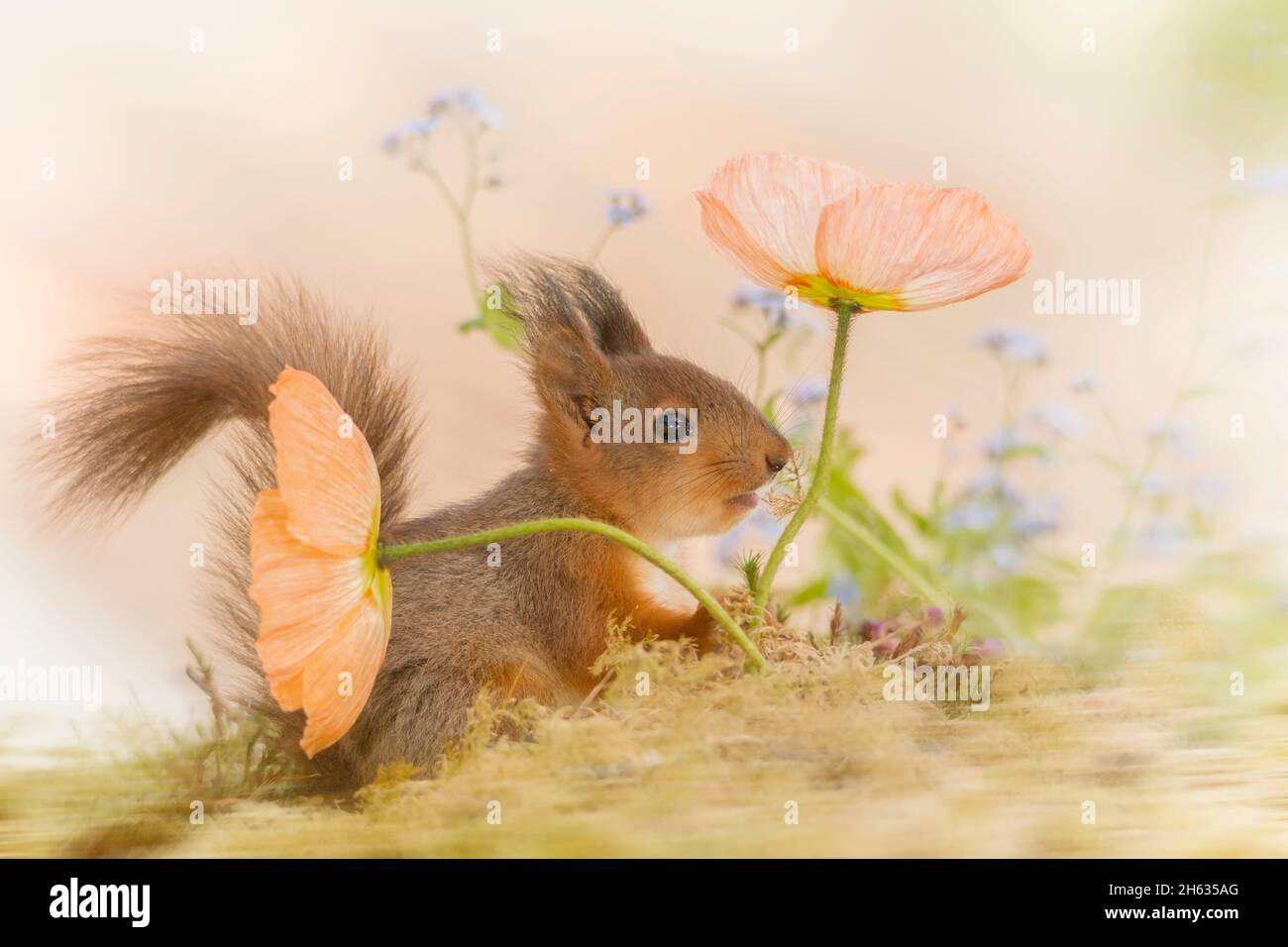 Nahaufnahme des roten Eichhörnchens, das sich hinter Mohnblumen versteckt, mit dem Schwanz nach oben Stockfoto