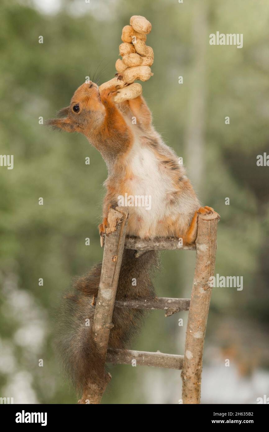 Nahaufnahme eines roten Eichhörnchens auf der Treppe mit Erdnüssen Stockfoto
