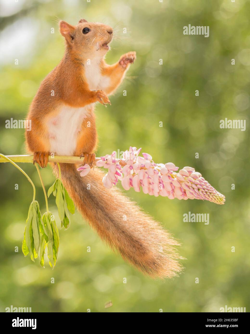 Eichhörnchen auf lupine Blüte erreichen stehen Stockfoto