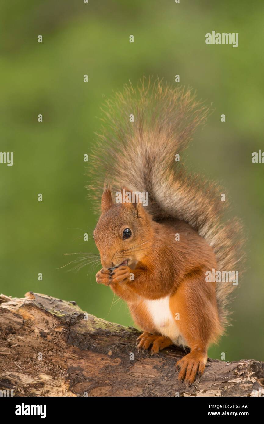 Nahaufnahme des roten Eichhörnchens mit dem Schwanz nach oben Stockfoto