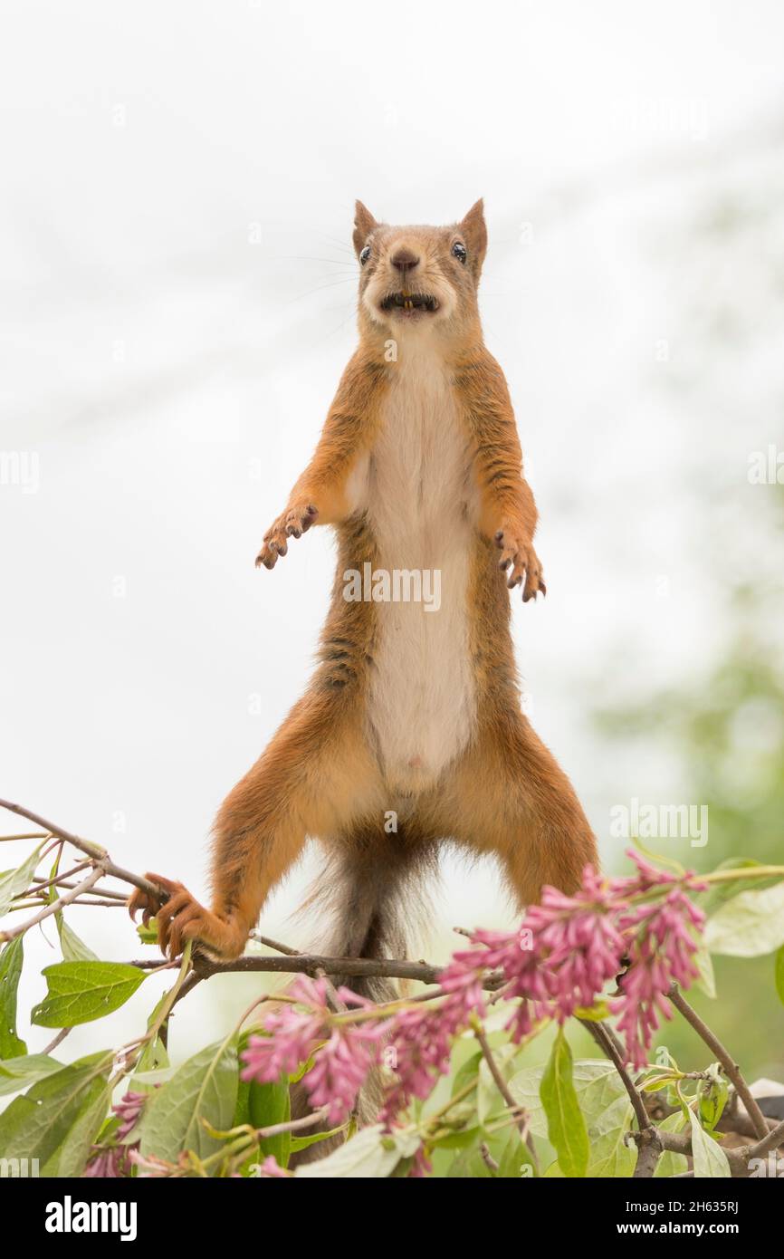 Nahaufnahme des roten Eichhörnchens, das mit einem mit Samen gefüllten Mund aufsteht Stockfoto