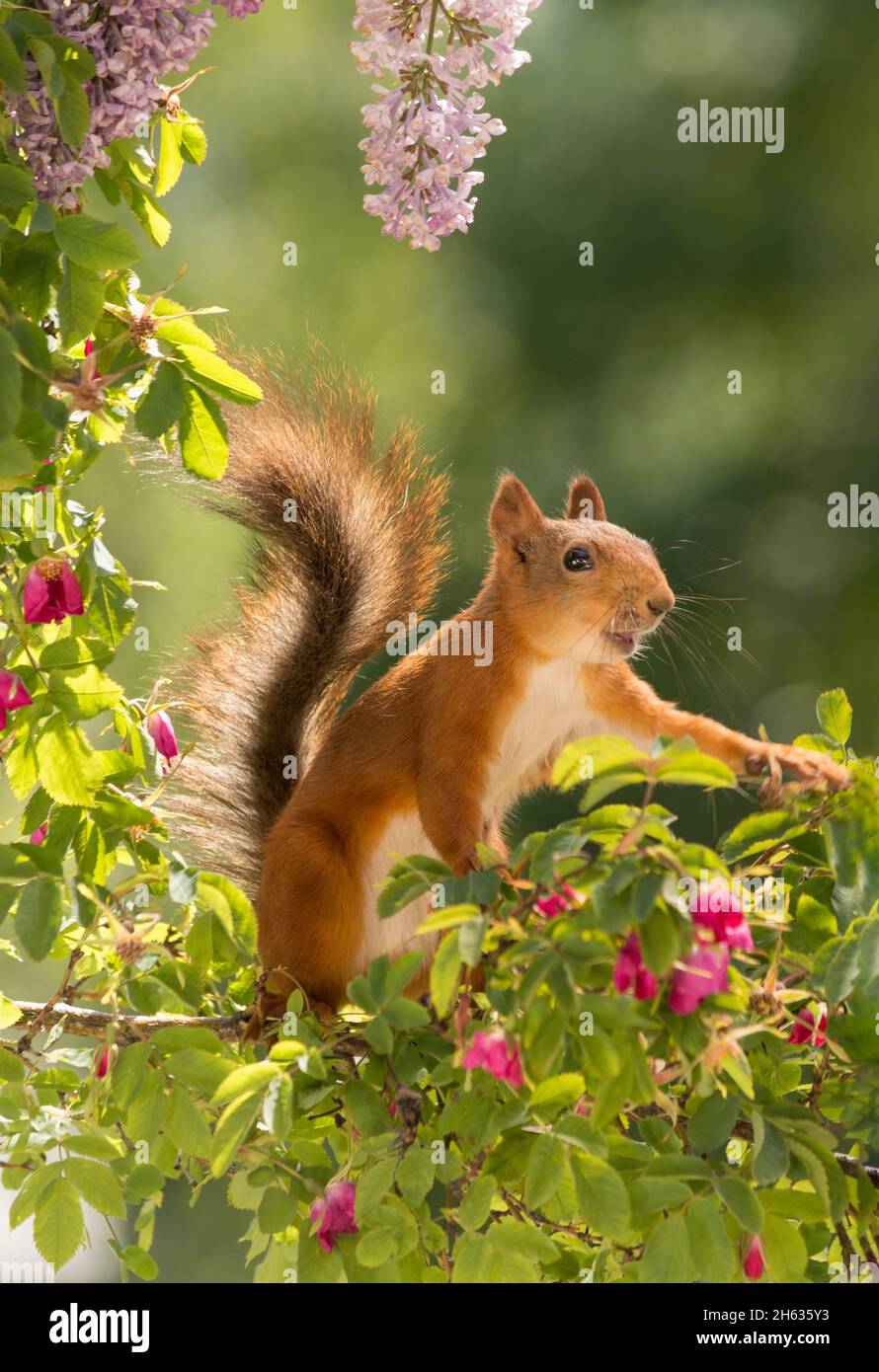 Nahaufnahme des roten Eichhörnchens, das auf Ästen steht, mit Rosen mit dem Schwanz nach oben Stockfoto