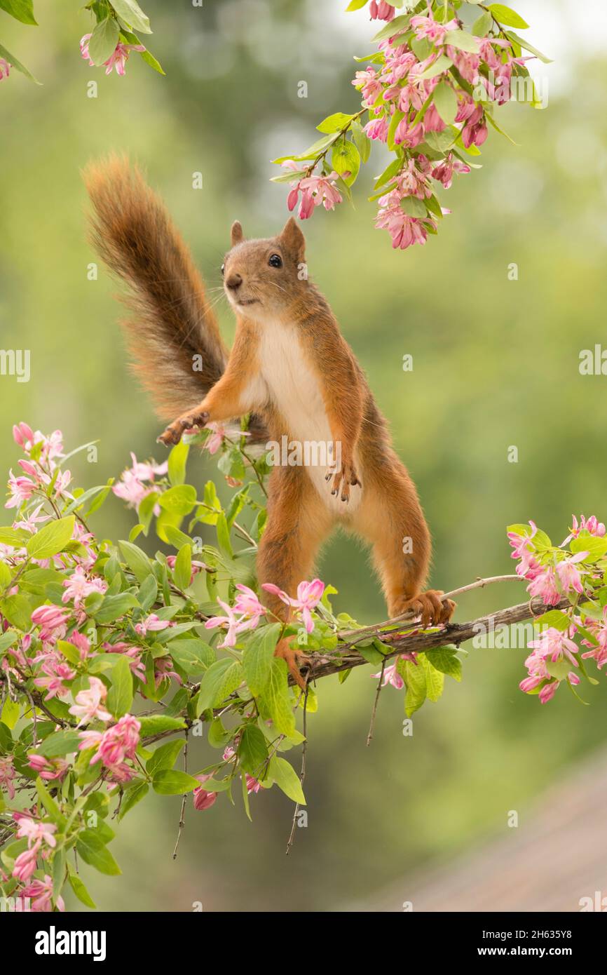 Nahaufnahme des roten Eichhörnchens, das auf Ästen mit Blumen mit dem Schwanz nach oben steht Stockfoto
