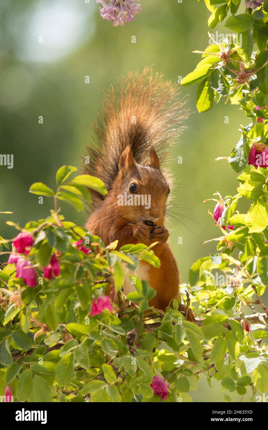 Nahaufnahme des roten Eichhörnchens, das auf Ästen steht, mit Rosen mit dem Schwanz nach oben Stockfoto