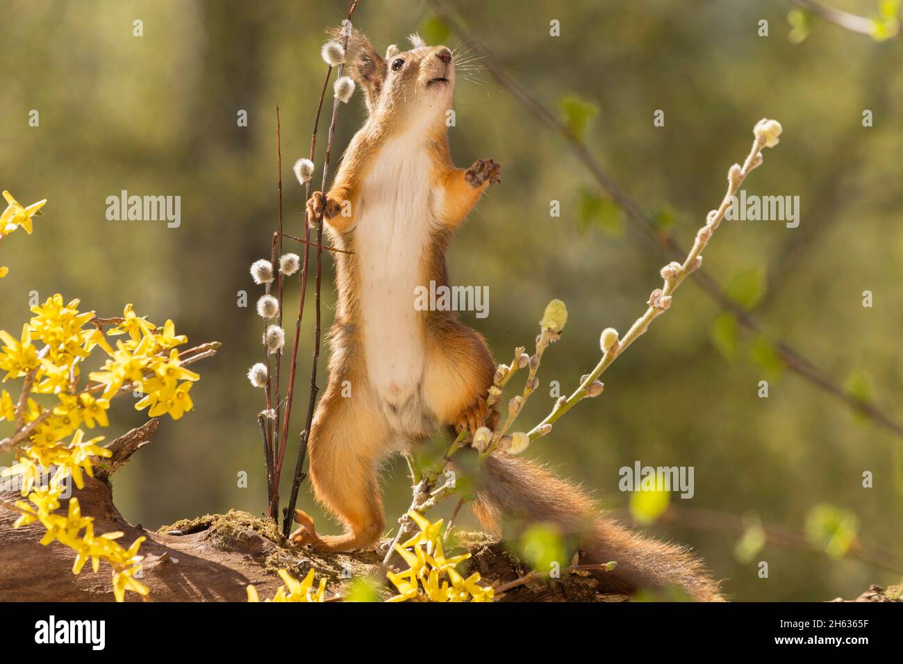 Nahaufnahme eines roten Eichhörnchens, das hinter Ästen steht und gelbe Blüten im Sonnenlicht nach oben streckt Stockfoto