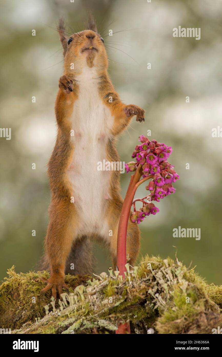 Nahaufnahme des roten Eichhörnchens, das hinter den nach oben strebenden Blumen steht Stockfoto