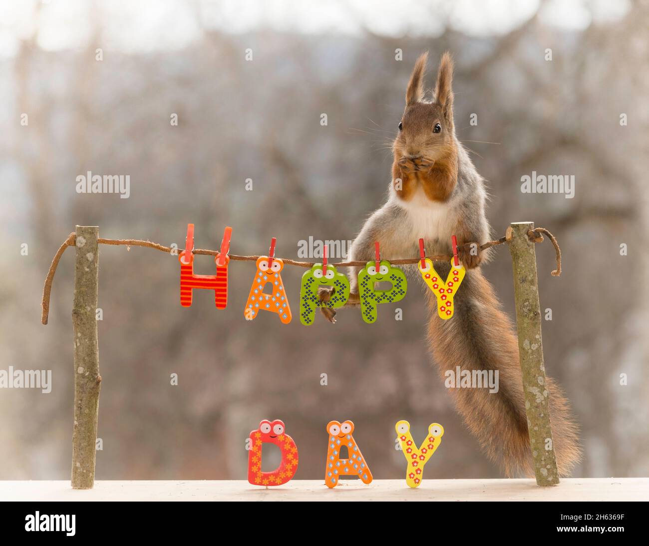 Eichhörnchen stehend auf Baum-sticks mit einer Zeile mit dem Wort glücklich Tag Stockfoto