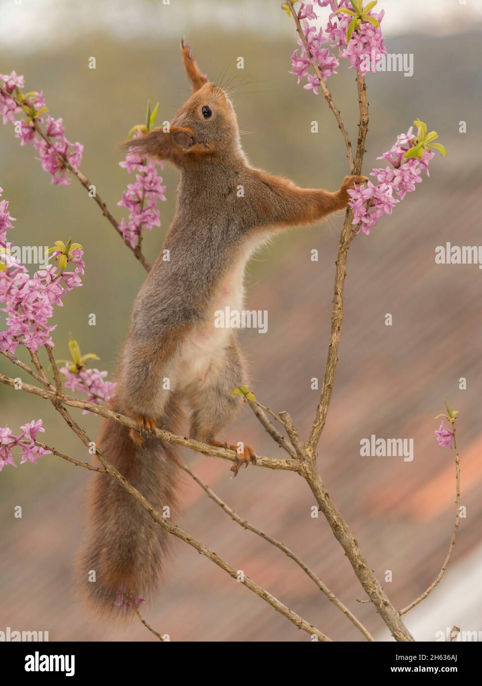 Nahaufnahme des roten Eichhörnchens, das auf Ästen steht und die Blüten sich nach oben streckten Stockfoto