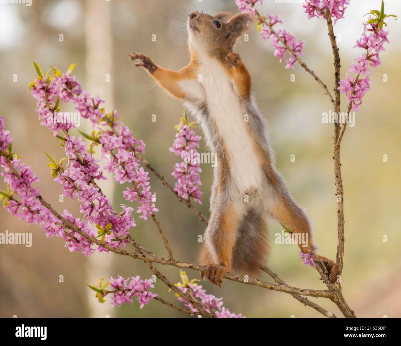 Nahaufnahme des roten Eichhörnchens, das sich auf Ästen mit sich reichenden Blumen ausstreckt Stockfoto