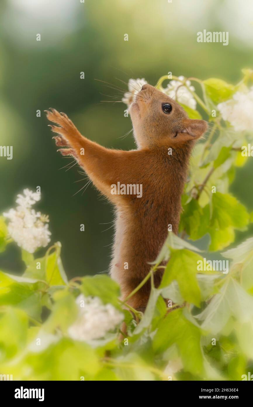 Nahaufnahme des Kopfes des roten Eichhörnchens, das zwischen den sich nach oben reichenden Blumen steht Stockfoto