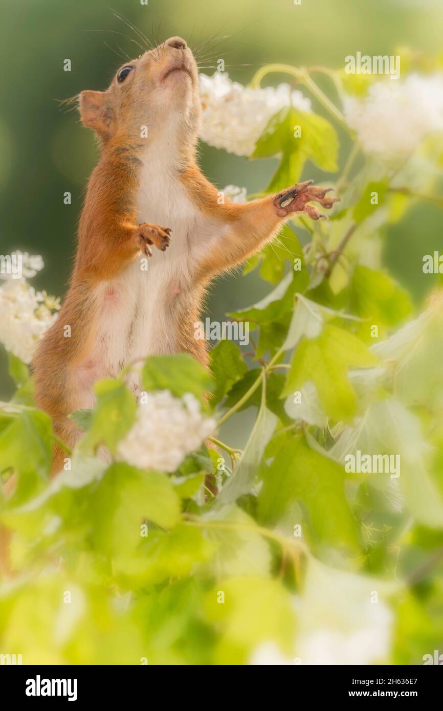 Nahaufnahme des Kopfes des roten Eichhörnchens, das zwischen den aufspringenden Blumen steht Stockfoto