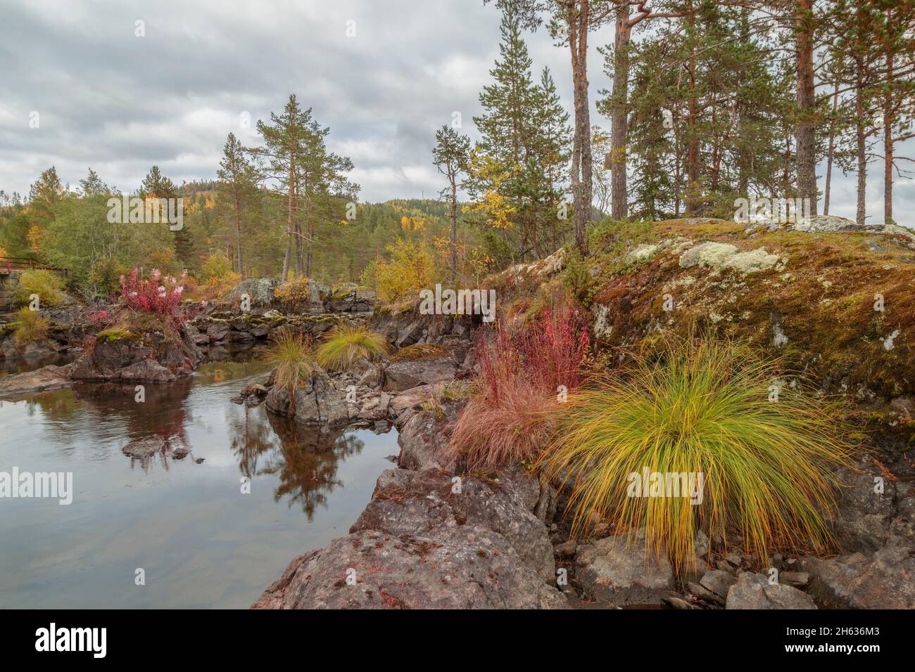 Gras mit einer Wald-, Berg-, See-Landschaft in schweden Stockfoto