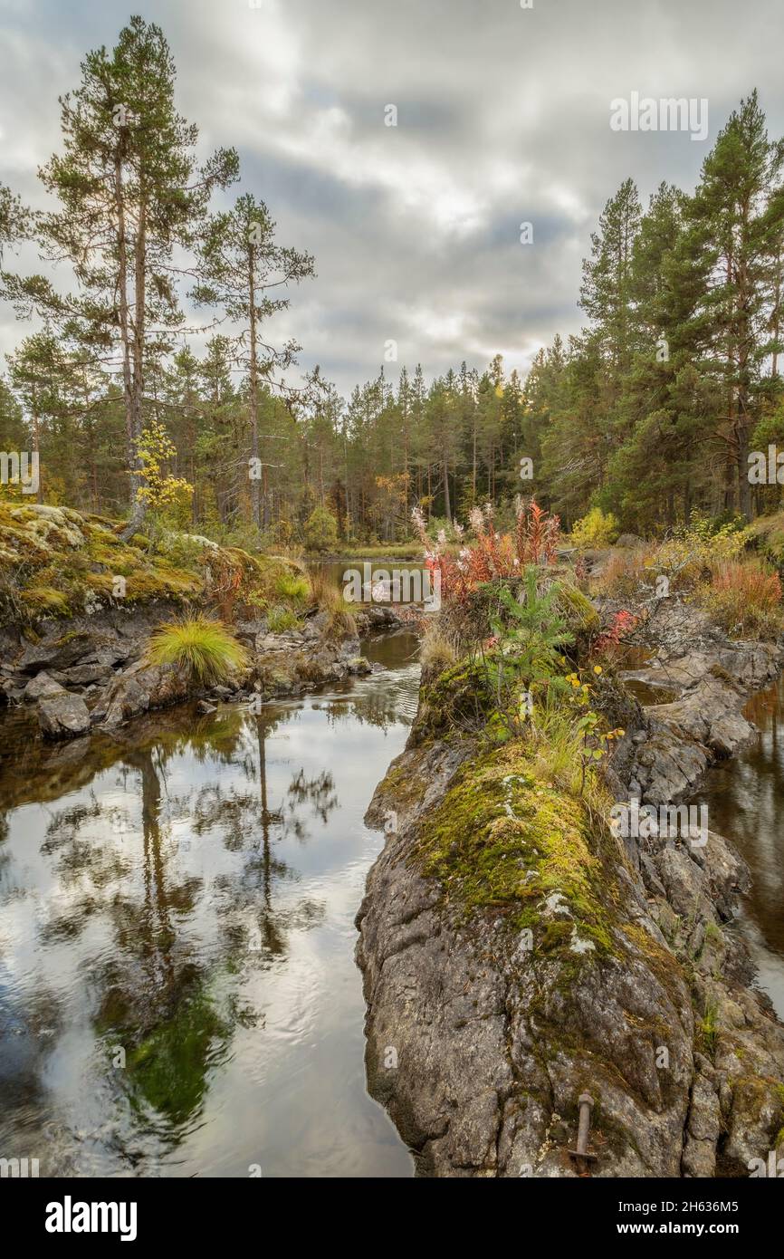 Bäume mit einer Wald-, Berg-, See-Landschaft in schweden Stockfoto