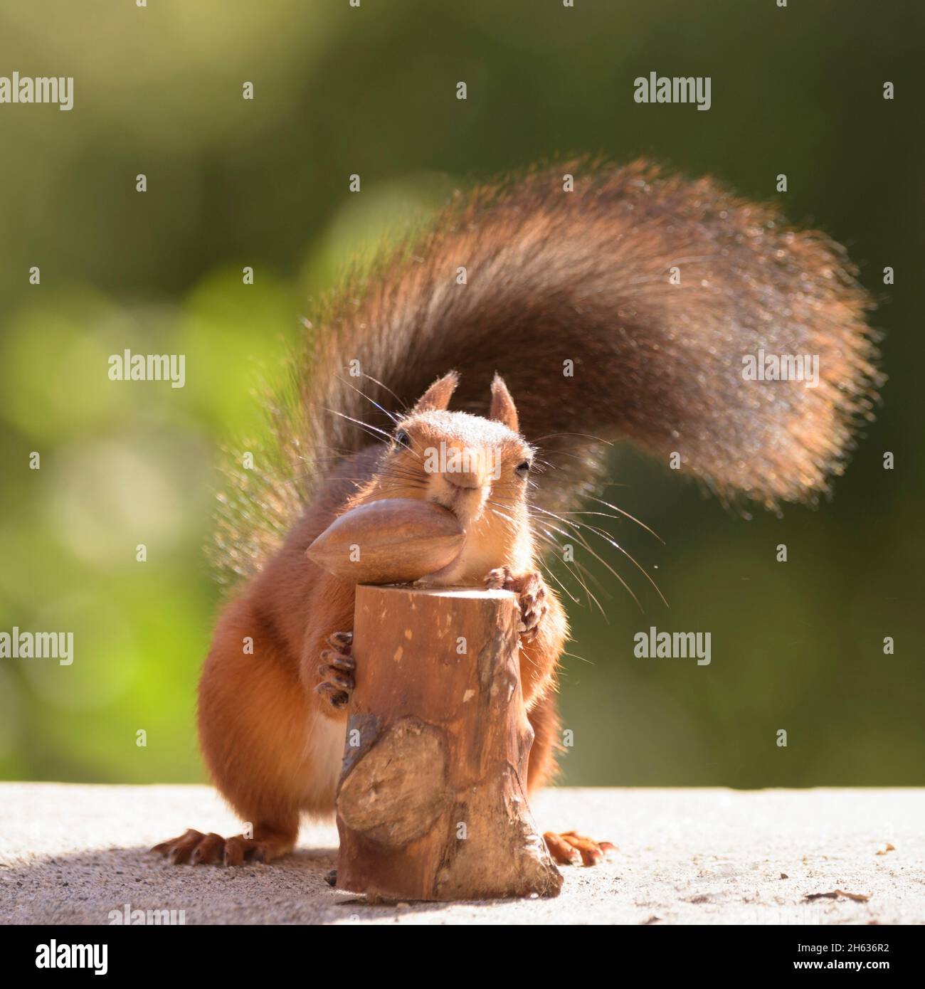 Rote Eichhörnchen ist Essen eine Mutter in die Kamera schaut Stockfoto