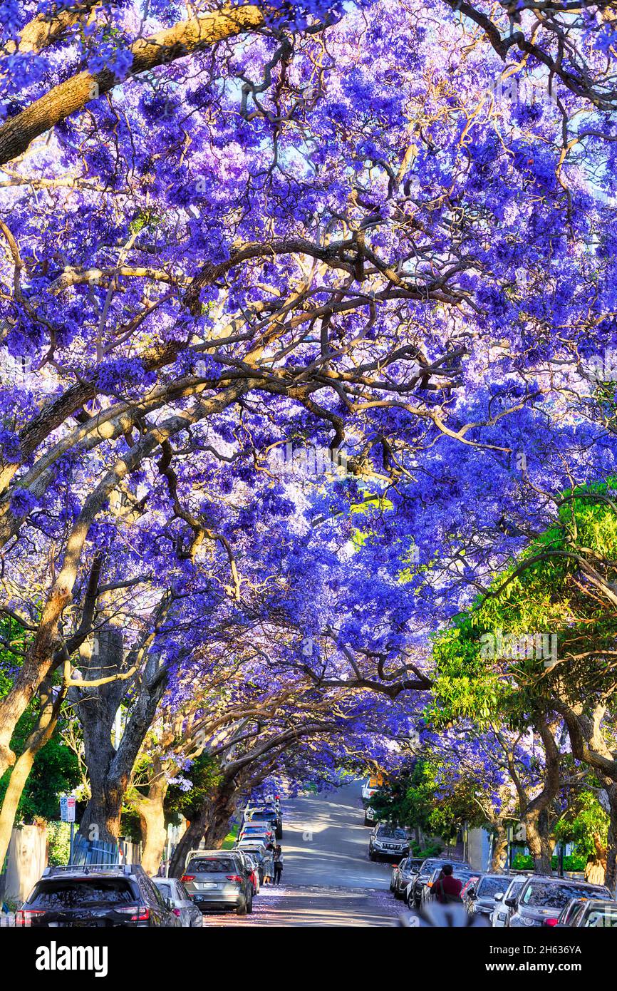 Natürliche blühende landschaftlich reizvolle Baumbedeckung von Jacaranda-Bäumen in Kirribilli, einem Vorort von Sydney North Shore. Stockfoto