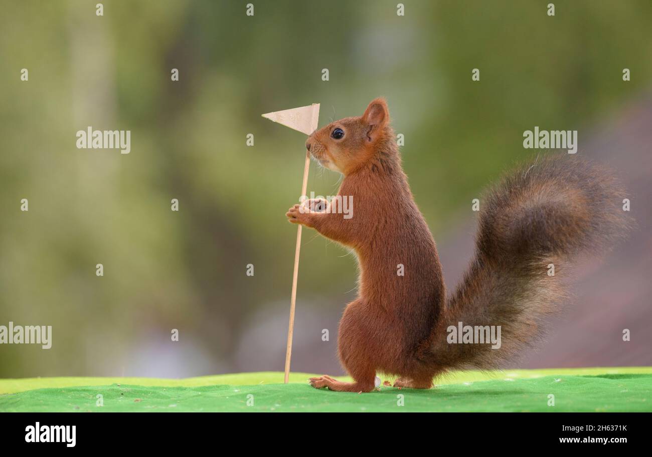 Das rote Eichhörnchen hält eine Golfflagge Stockfoto
