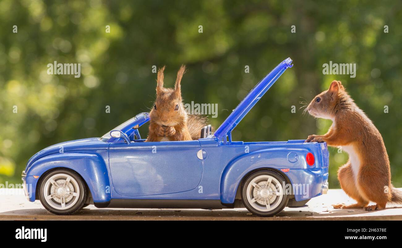 roten Eichhörnchen sitzend in ein blaues Auto mit einem anderen Blick hinter Stockfoto