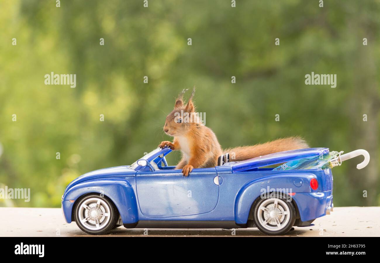 junge rote Eichhörnchen sitzend in ein blaues Auto mit einem anderen Blick hinter Stockfoto