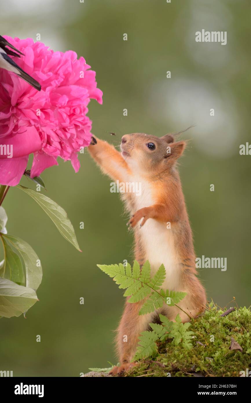 Junges rotes Eichhörnchen, das eine Pfingstrose mit einem Vogelschwanz hält Stockfoto