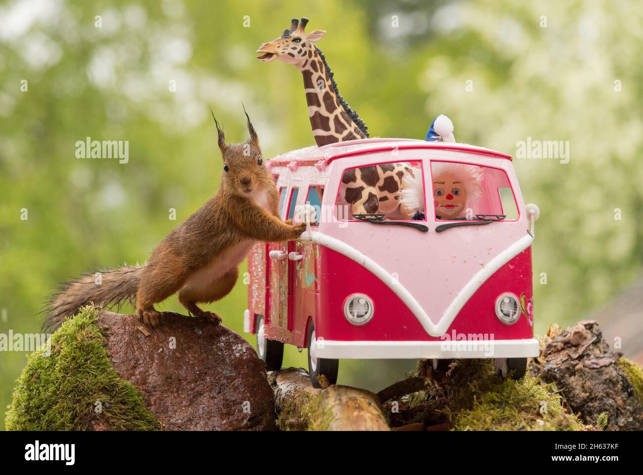 Eichhörnchen sitzend in einem camping bus Stockfoto