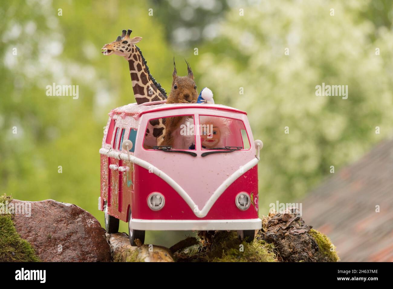 Rotes Eichhörnchen, Giraffe und Clown stehen in einem Campingbus Stockfoto