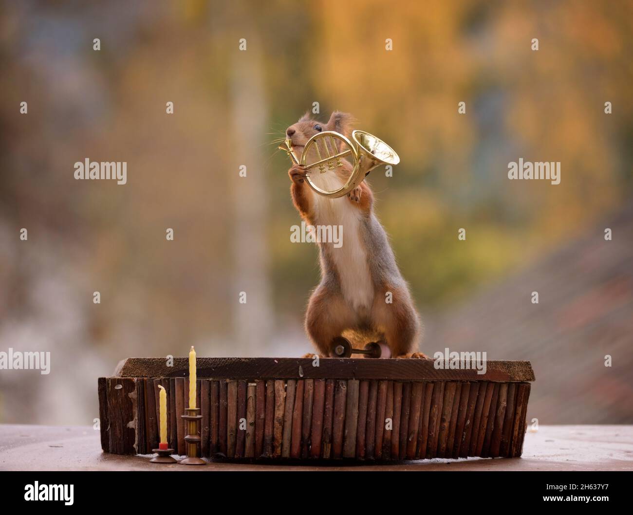 Eichhörnchen hält ein Horn Stockfoto