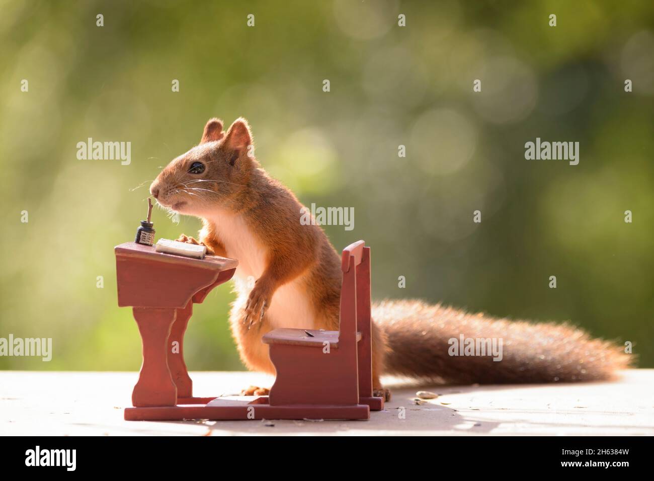 Eichhörnchen stehend mit einer Schule Bank Stockfoto