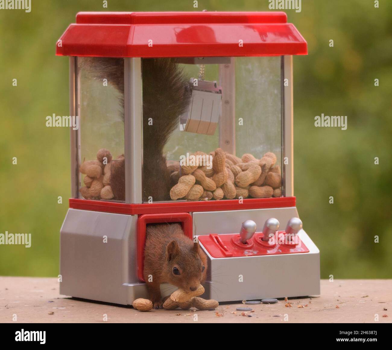 Rotes Eichhörnchen klettert aus einer Gummiballmaschine Stockfoto